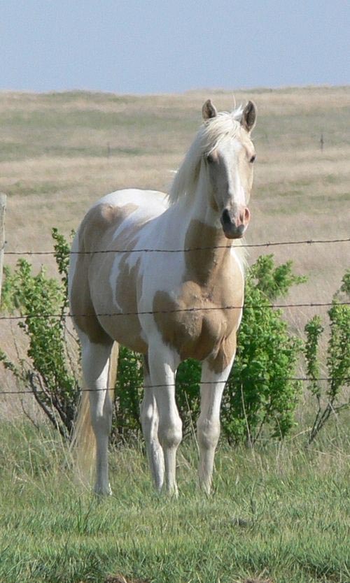 Buttermilk Buckskin Paint Mustang mare named Kiss Me Kate
